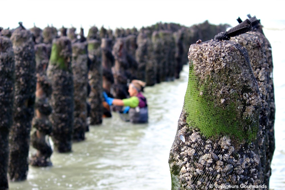 week-end en baie de somme