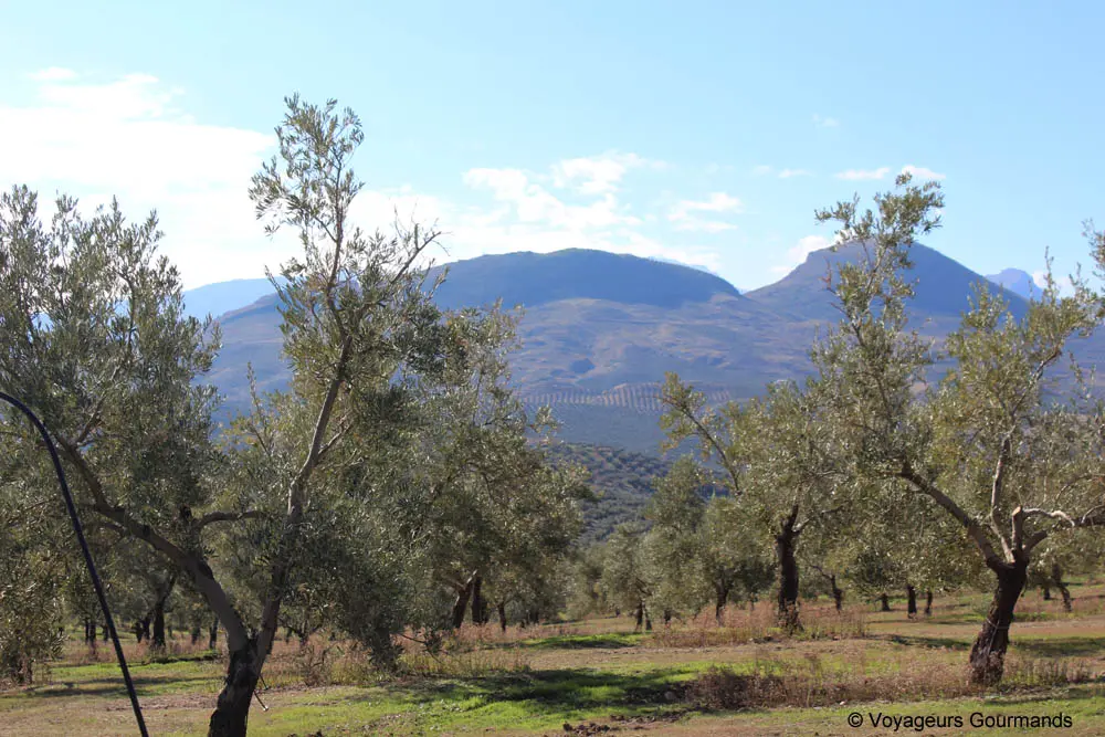 gastronomie en andalousie