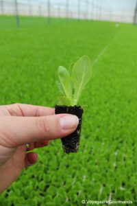 gastronomie en andalousie