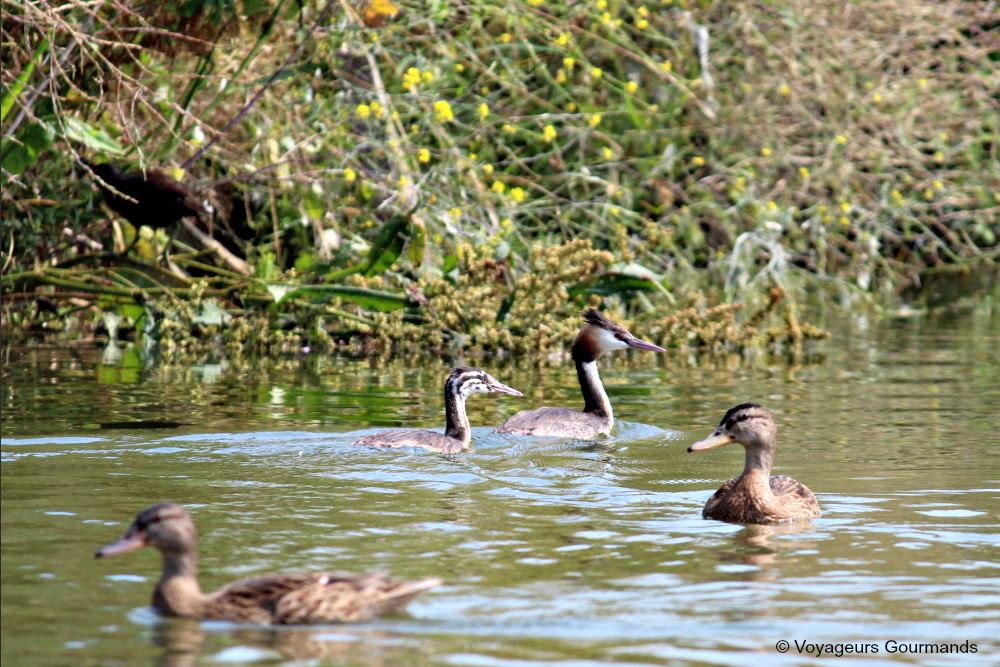 journee a Saint-Omer