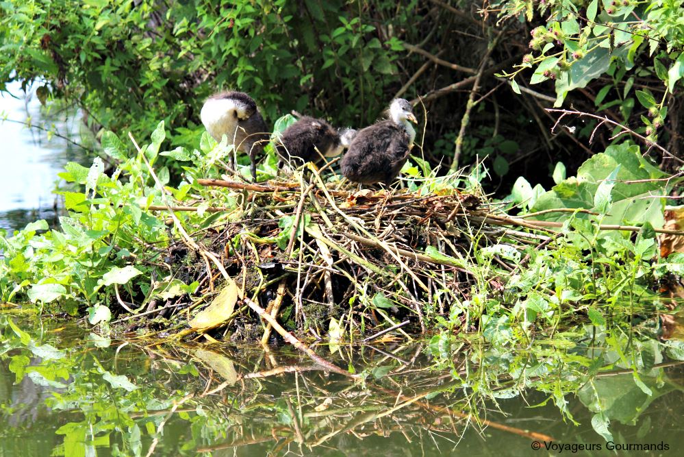 journee a Saint-Omer