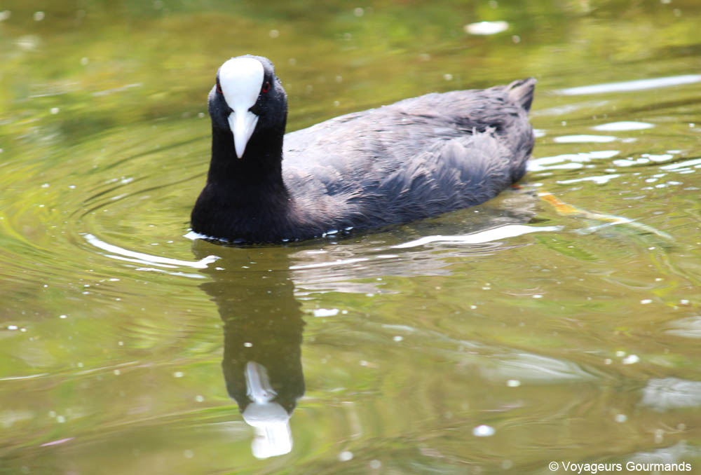 journee a Saint-Omer