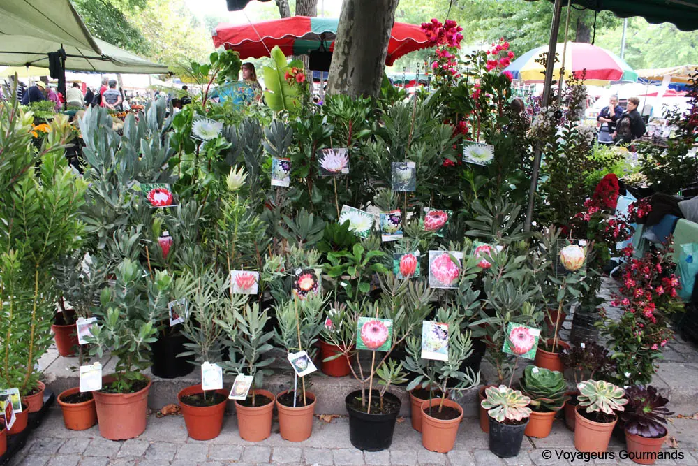 Marche de barcelos 6