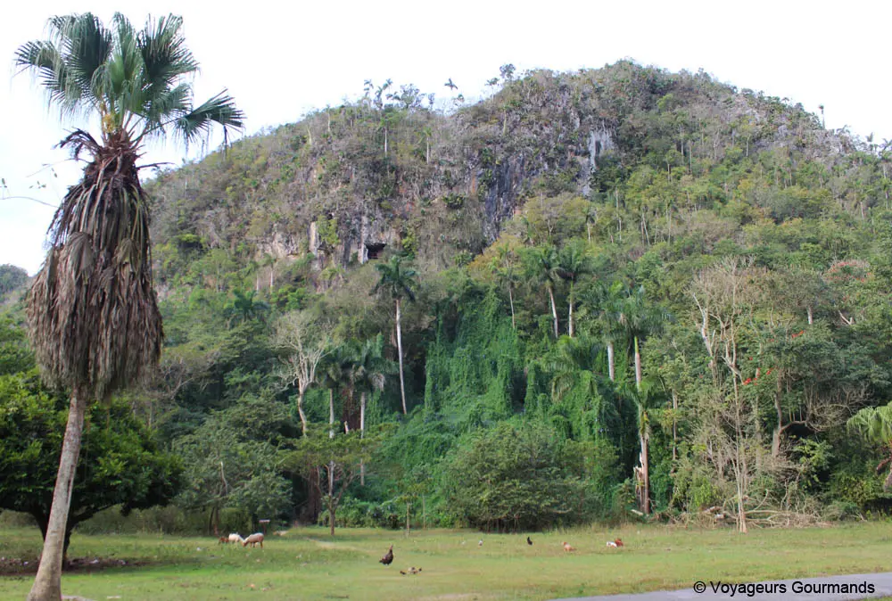 vallee de vinales 12