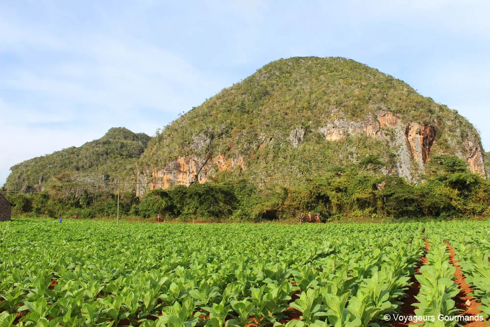 vallee de vinales 15