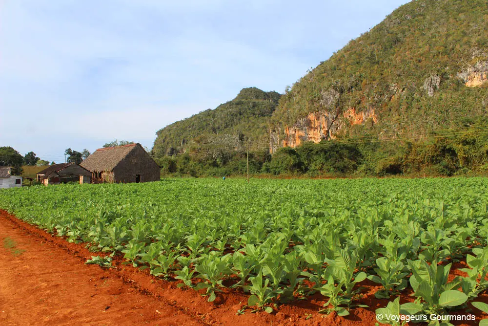 vallee de vinales 16