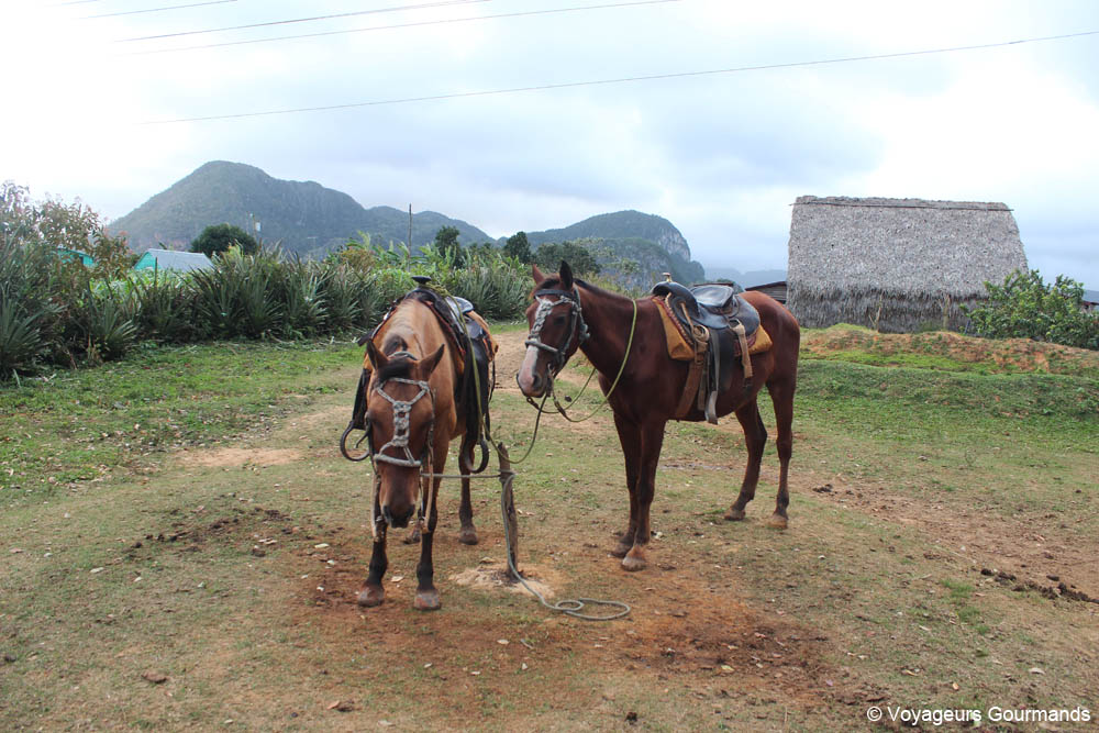 vallee de vinales