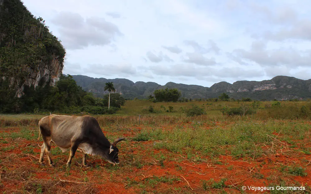 vallee de vinales 24