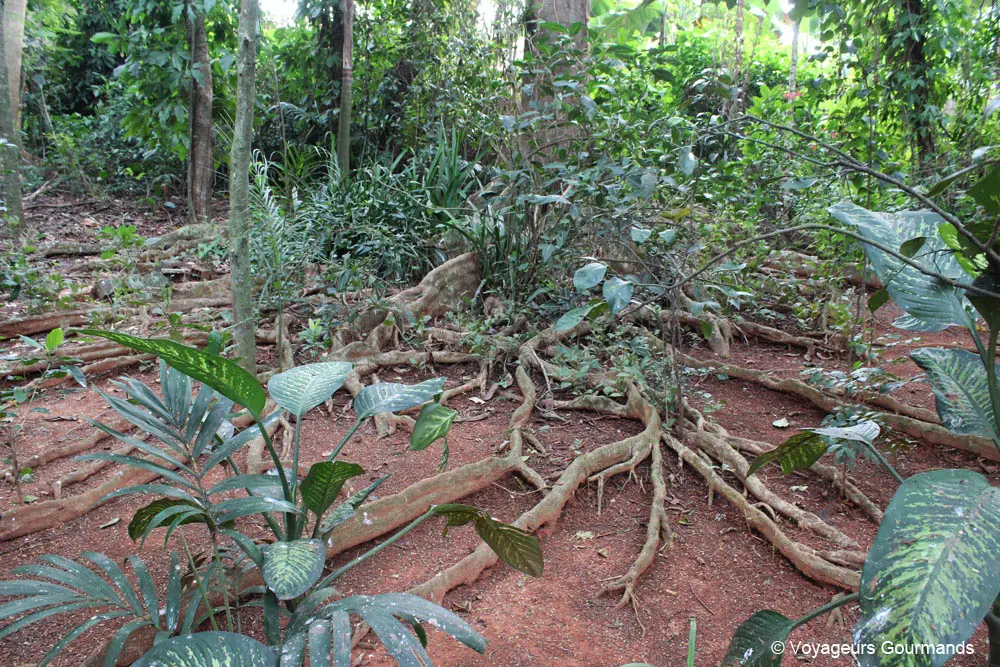 vallee de vinales 4