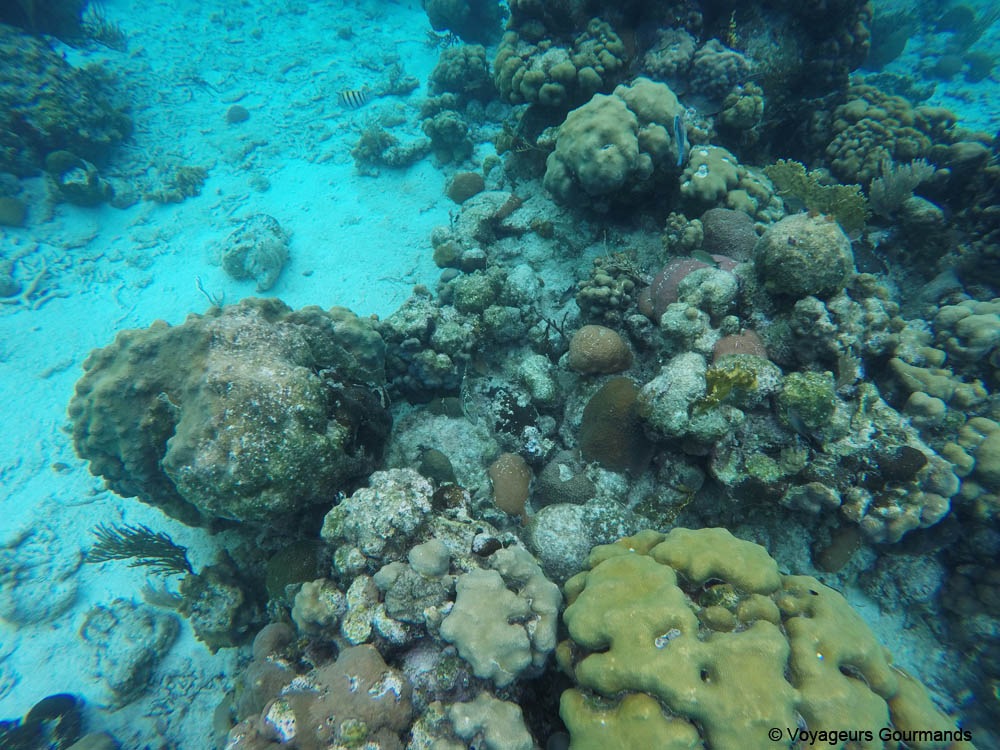 visiter playa larga