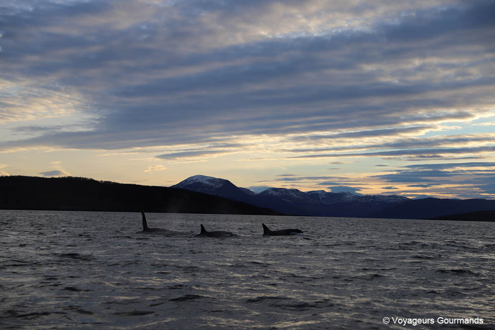 visiter tromso en hiver