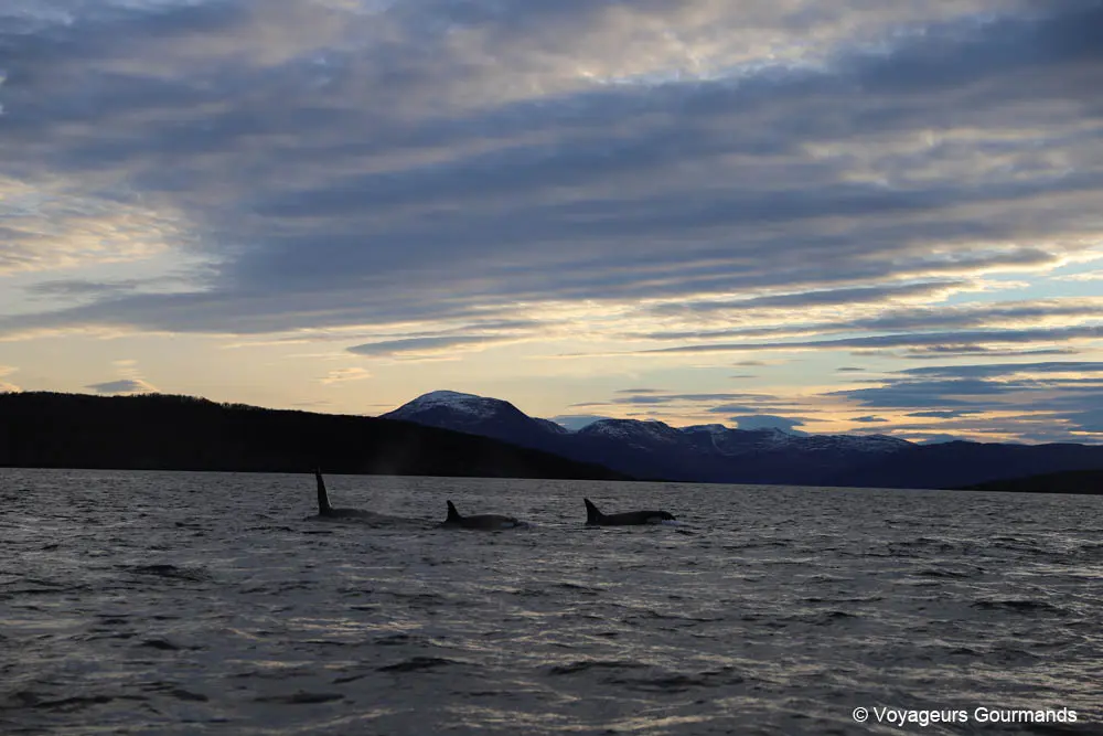 visiter tromso en hiver 11