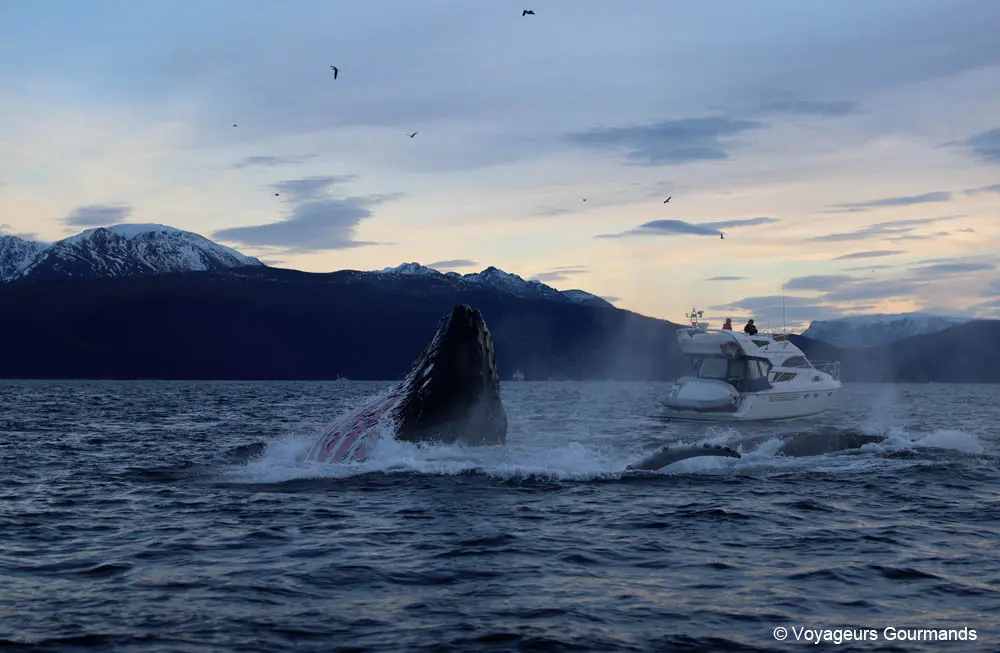visiter tromso en hiver 12