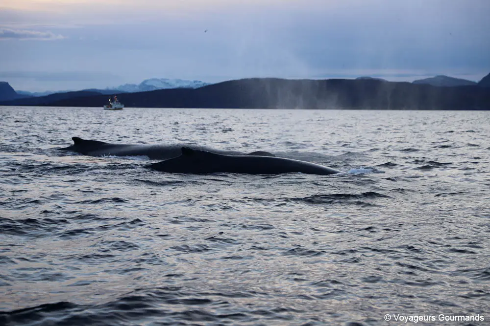 visiter tromso en hiver 13