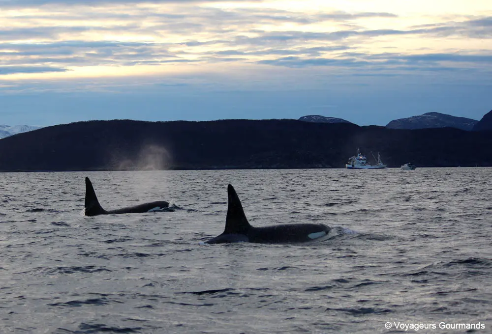 visiter tromso en hiver 14