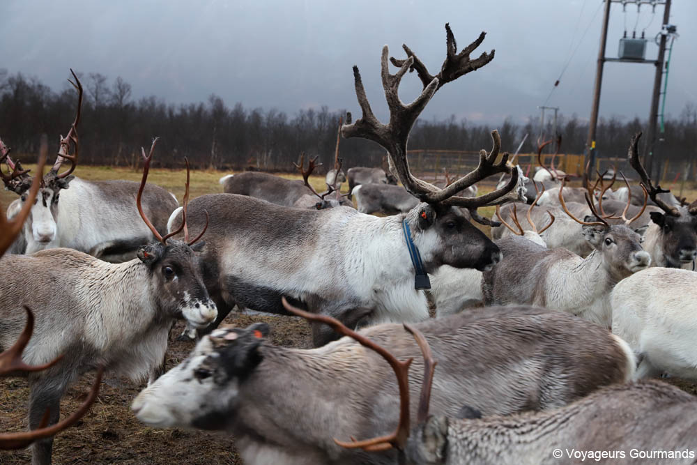 visiter tromso en hiver