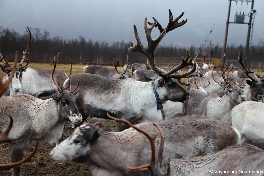 visiter tromso en hiver 27