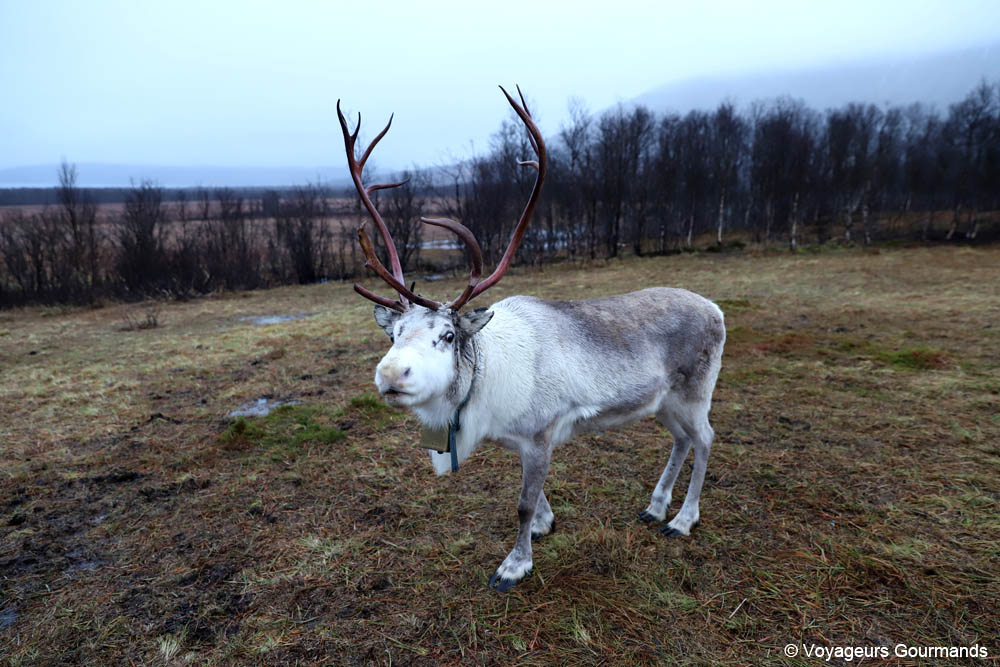 visiter tromso en hiver