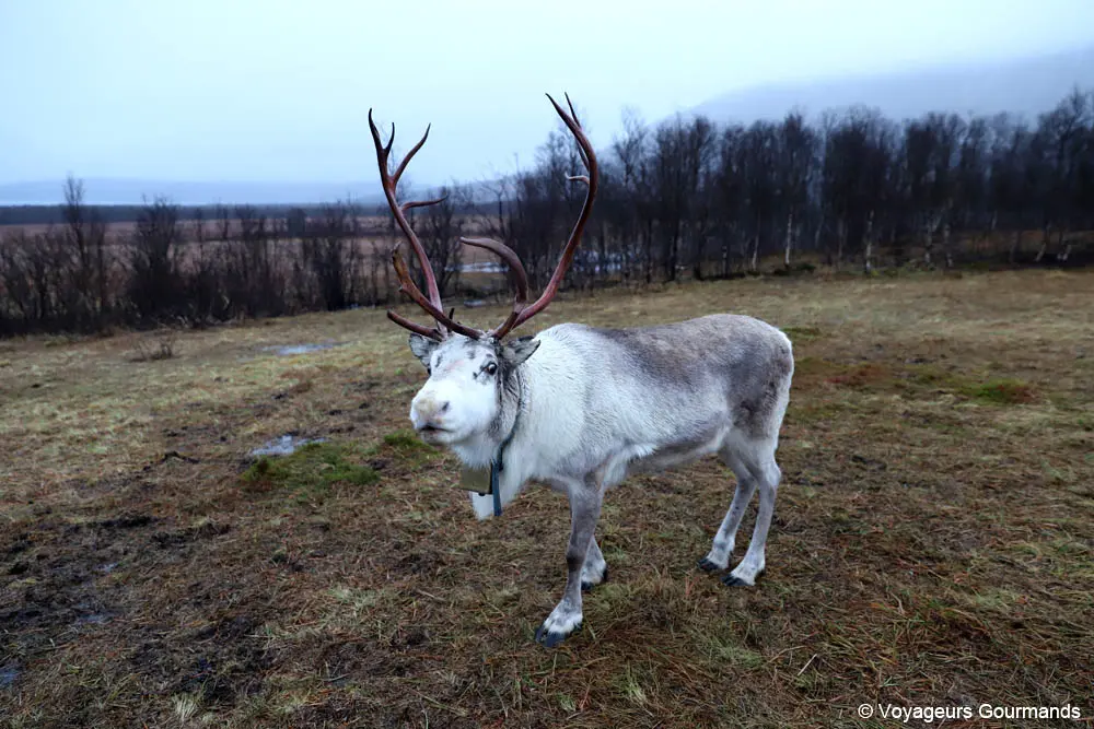 visiter tromso en hiver 29