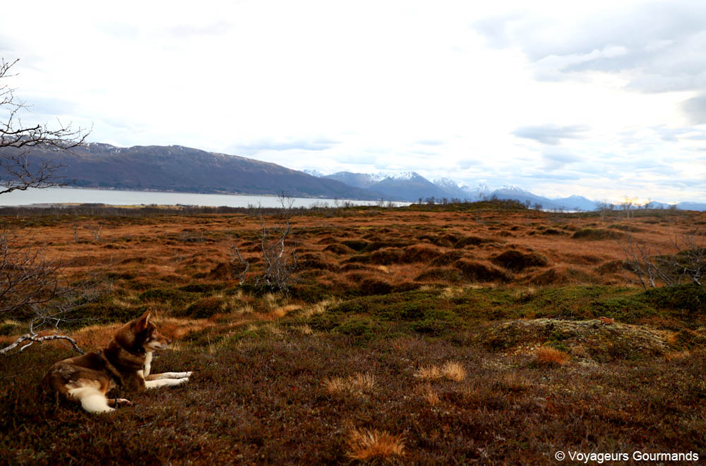 visiter tromso en hiver