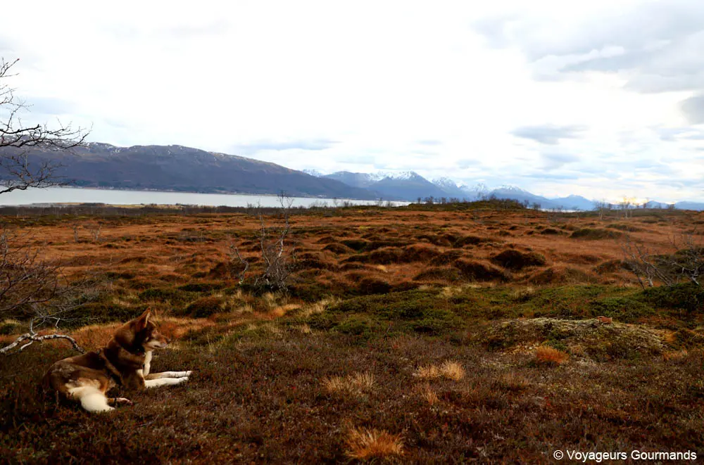 visiter tromso en hiver 3