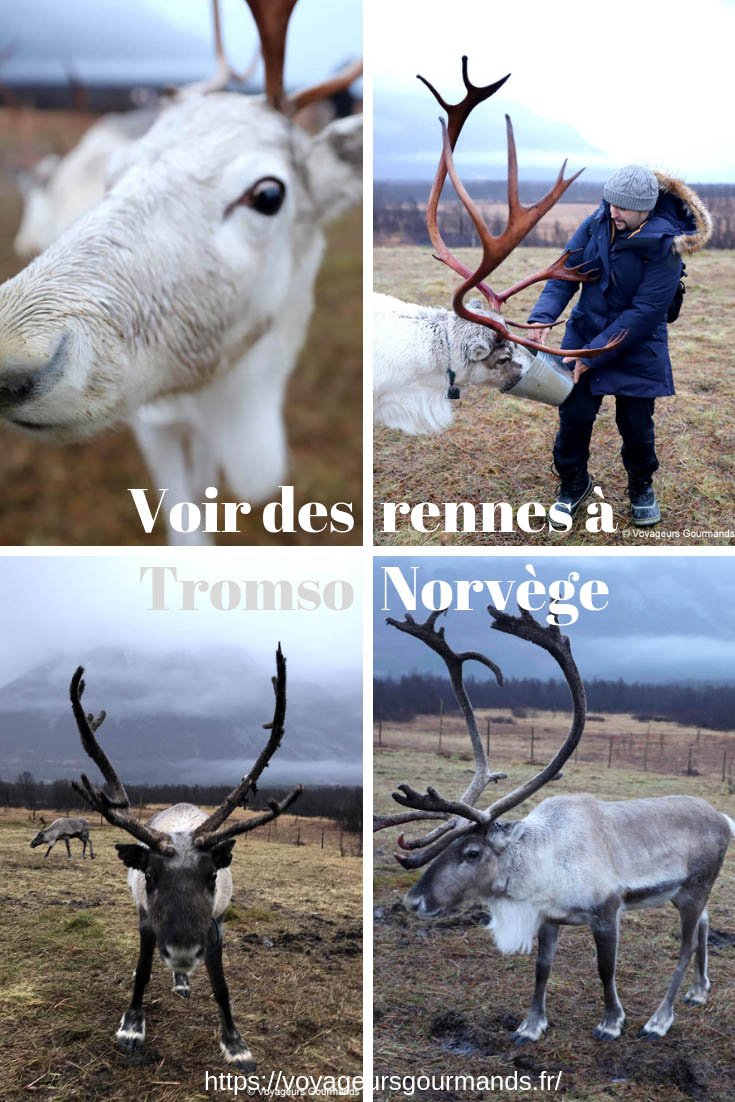 oir des rennes à Tromso en Norvège
