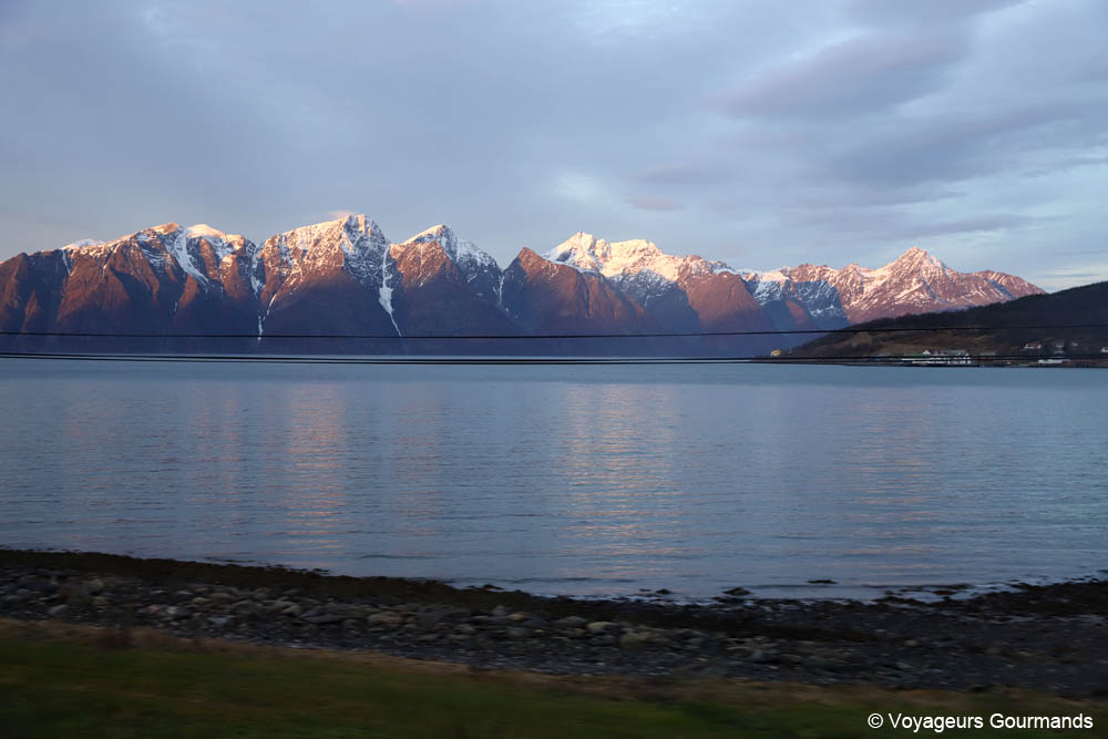 orques et baleines en norvege 1
