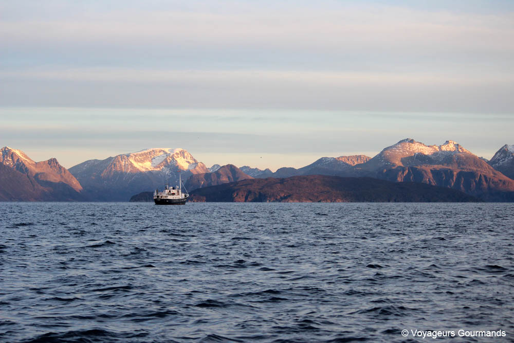orques et baleines en norvege