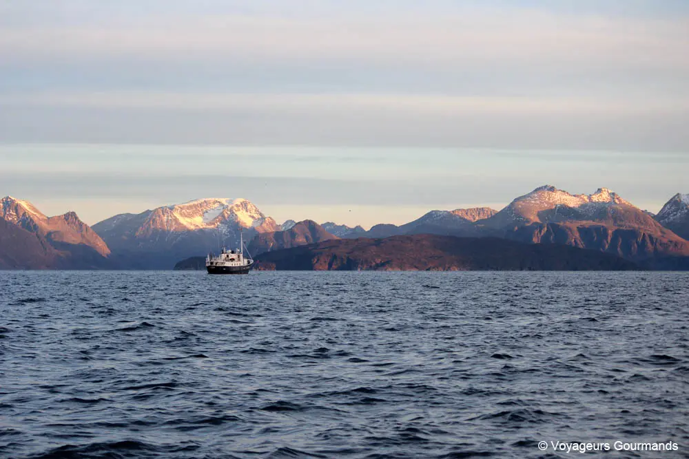 orques et baleines en norvege 11