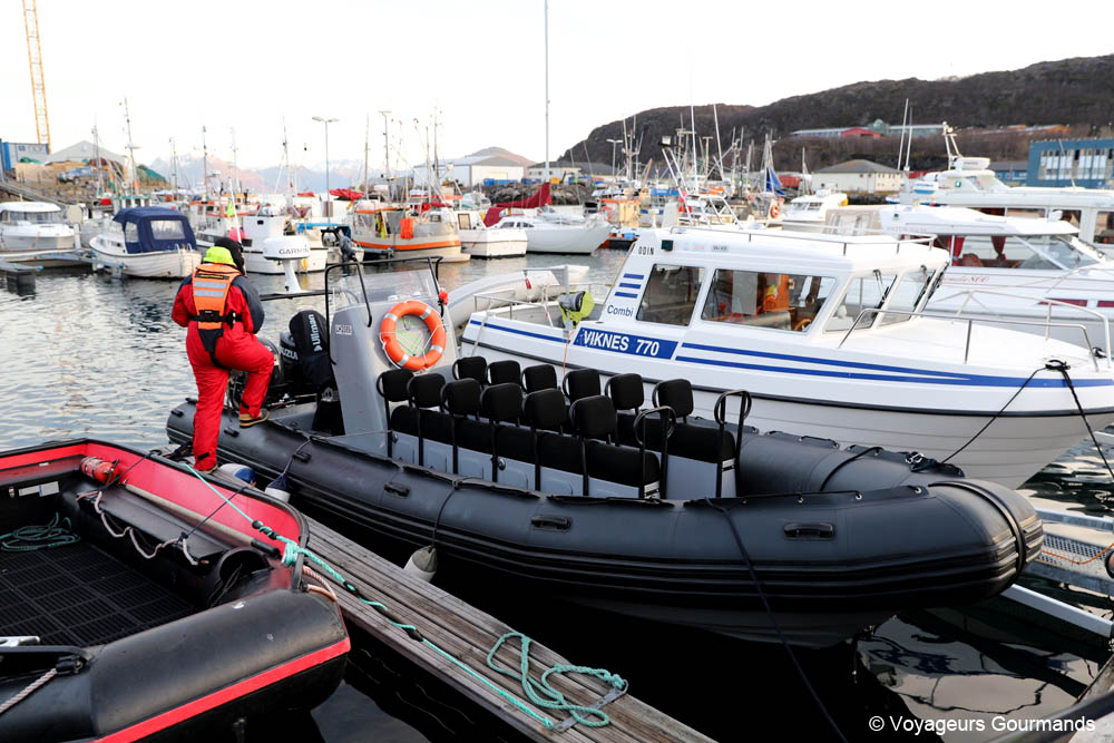 orques et baleines en norvege