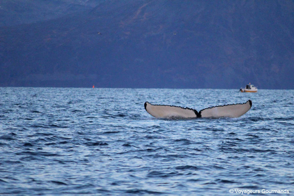 orques et baleines en norvege 30