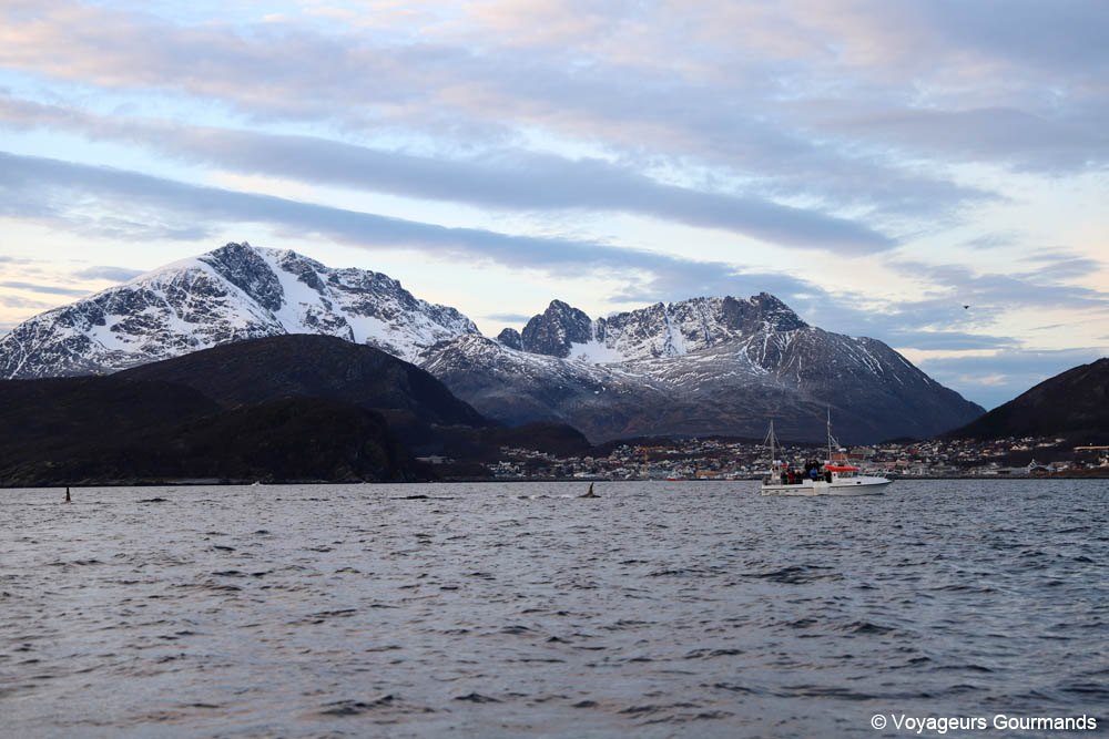 orques et baleines en norvege 5