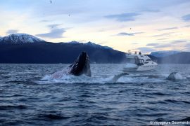 orques et baleines en norvege