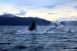 orques et baleines en norvege