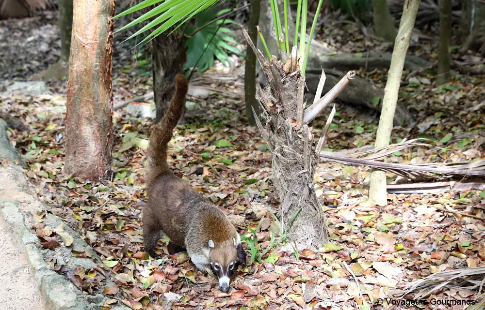 que faire a tulum et ses alentours 12