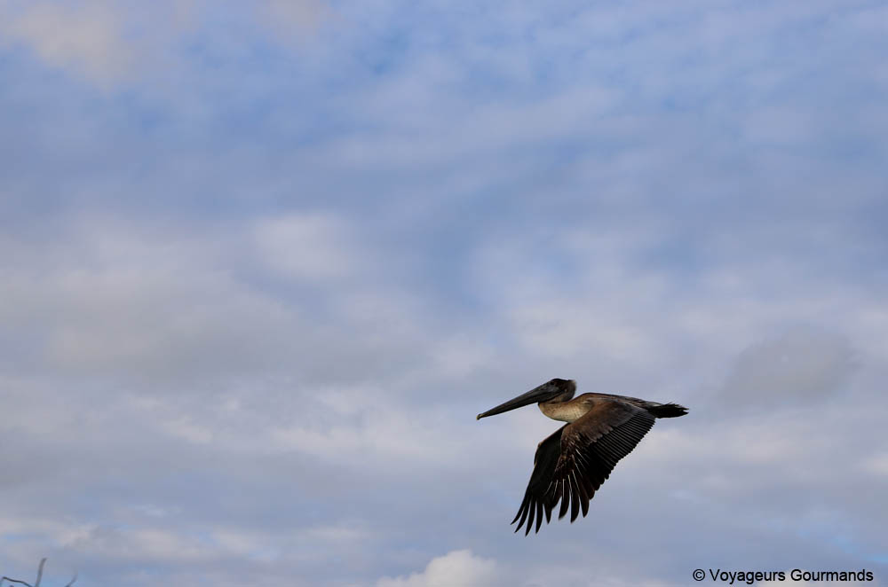 road trip dans le Yucatan