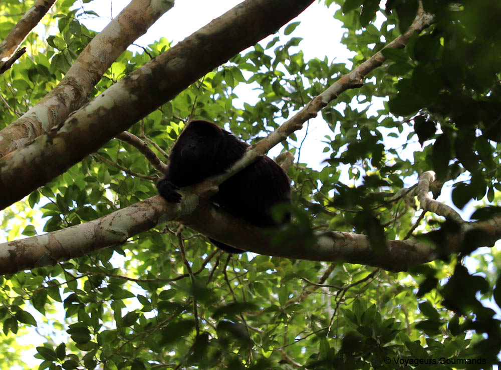 road trip dans le Yucatan 21