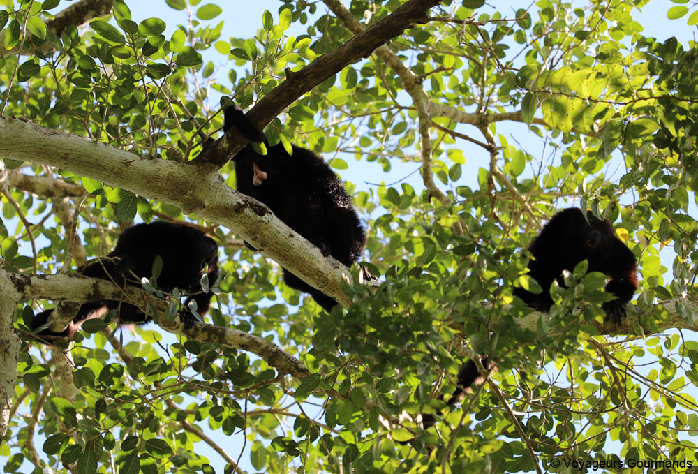 road trip dans le Yucatan 23