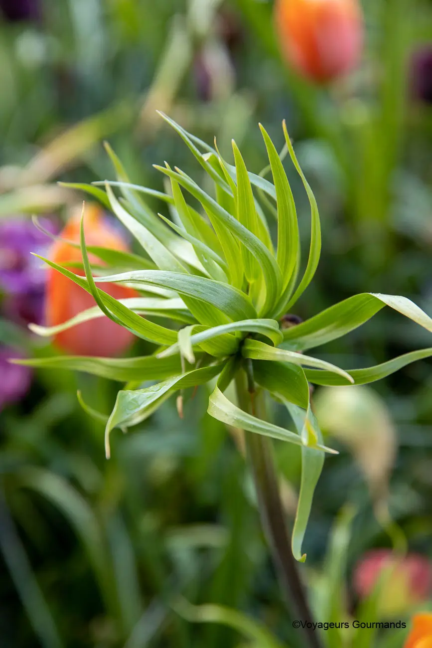 visiter keukenhof 10
