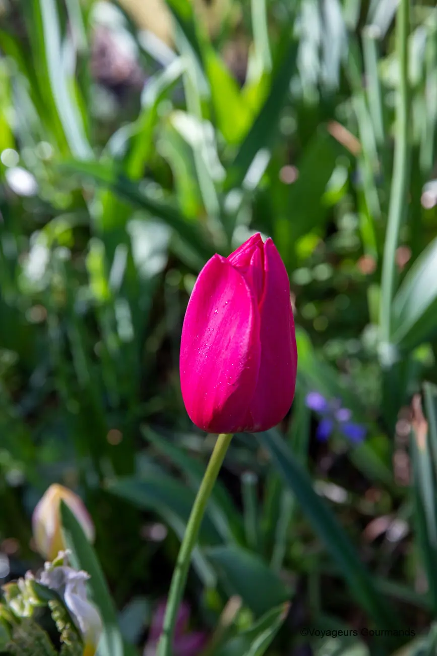 visiter keukenhof 11