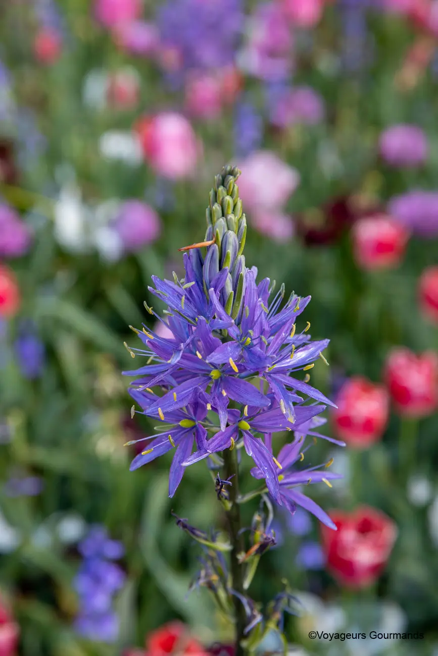visiter keukenhof 12