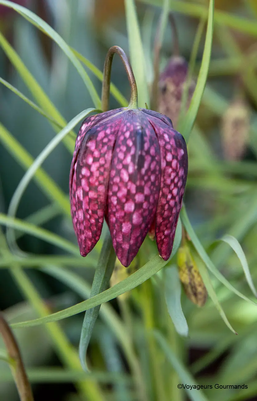 visiter keukenhof 13