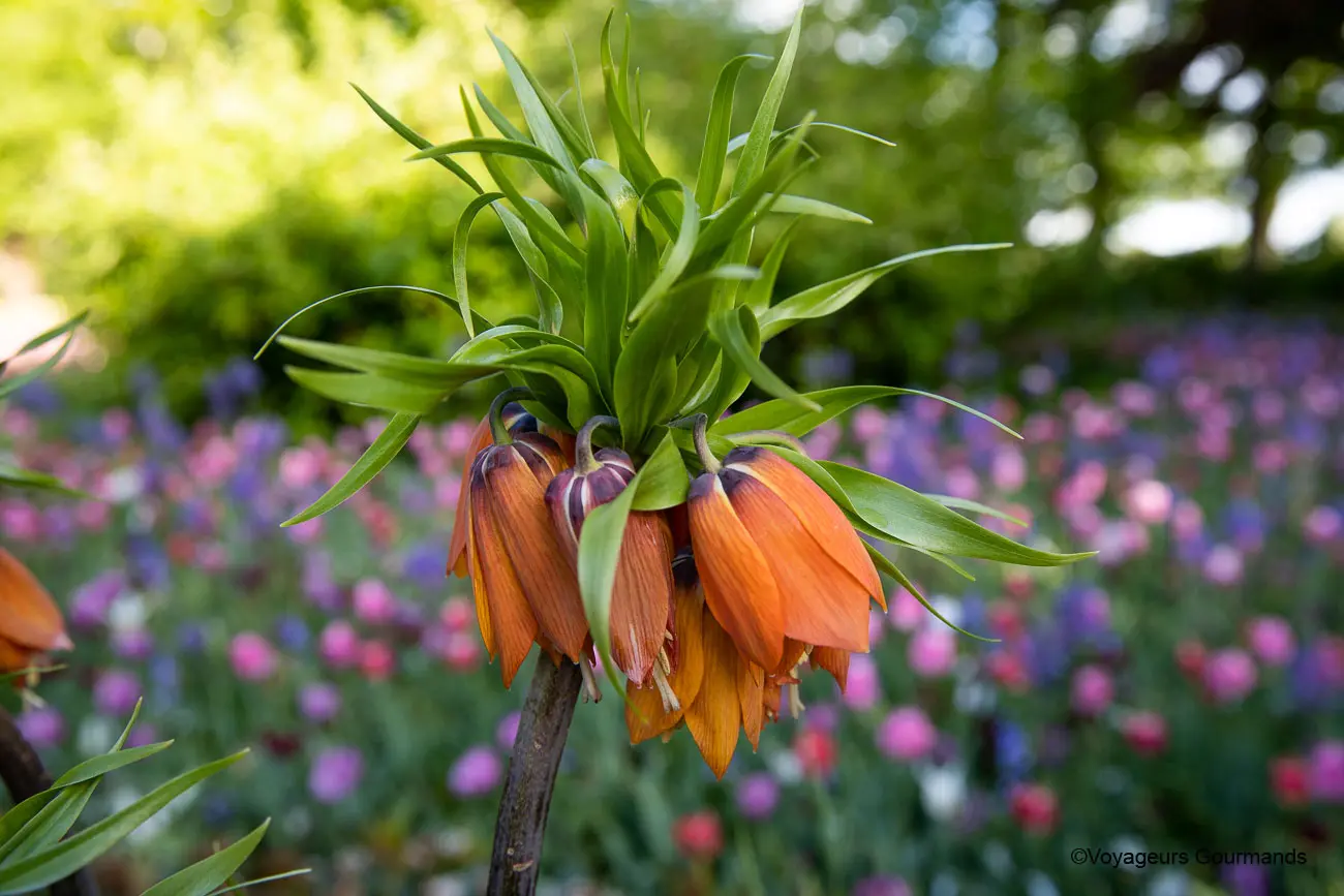 visiter keukenhof 14