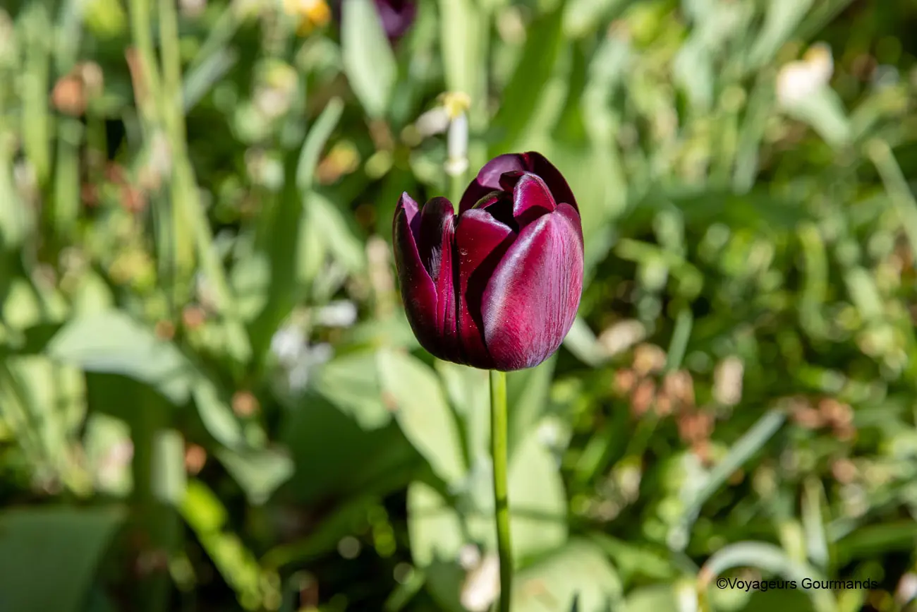 visiter keukenhof 15