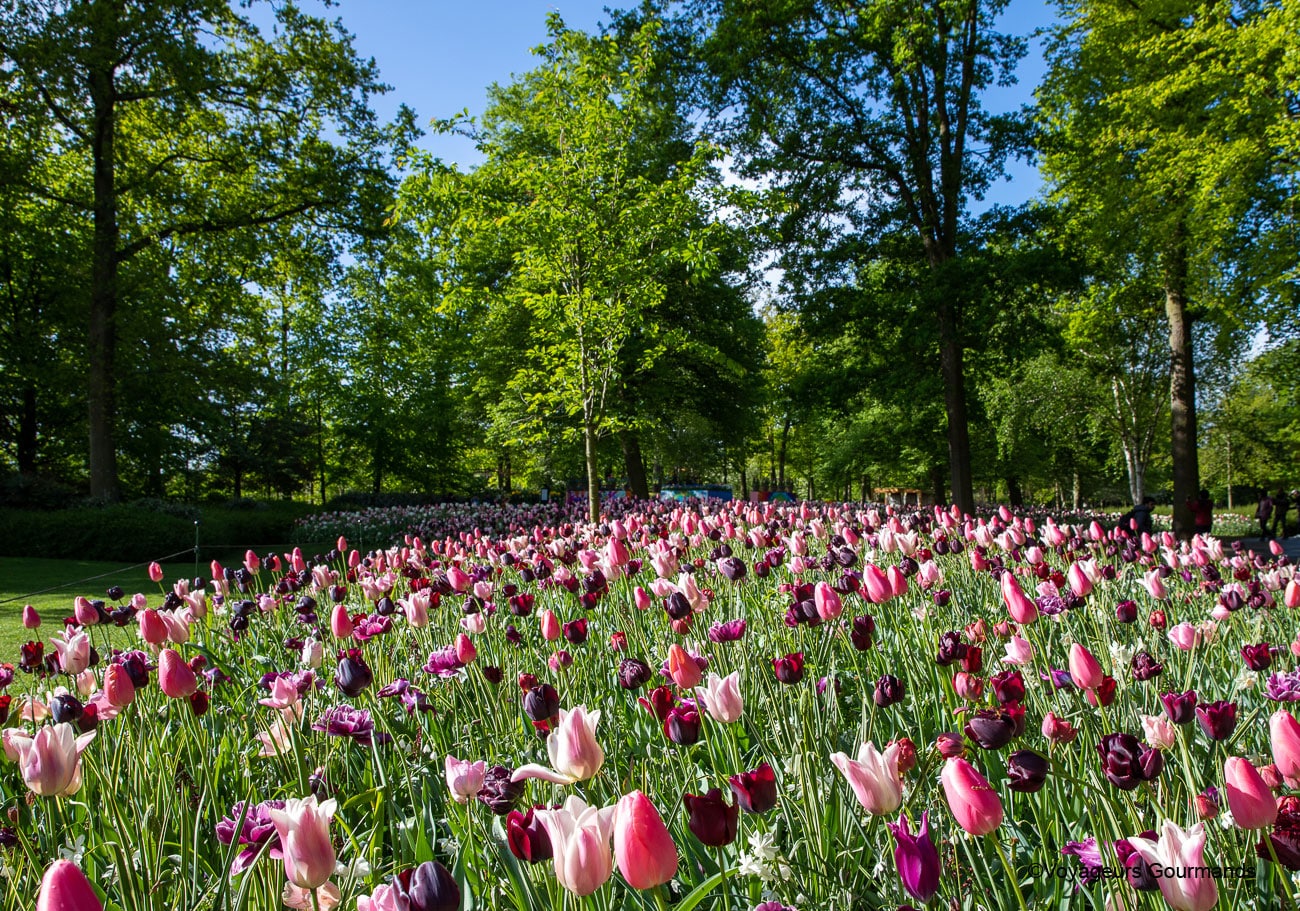 visiter keukenhof