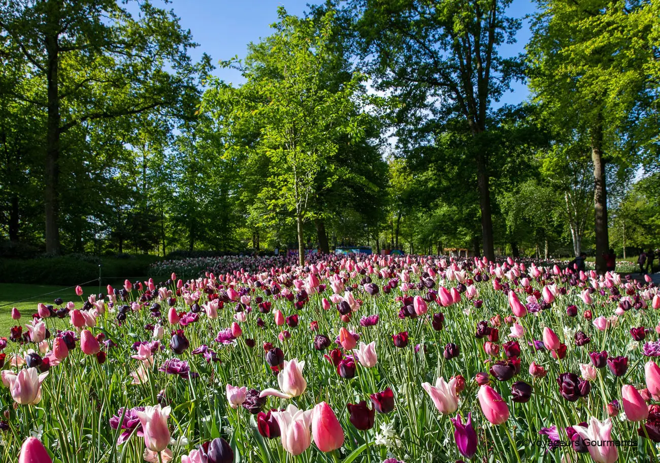 visiter keukenhof 16