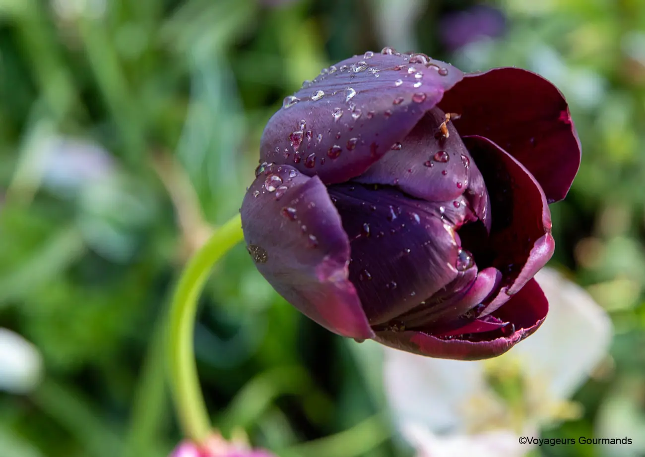 visiter keukenhof 17