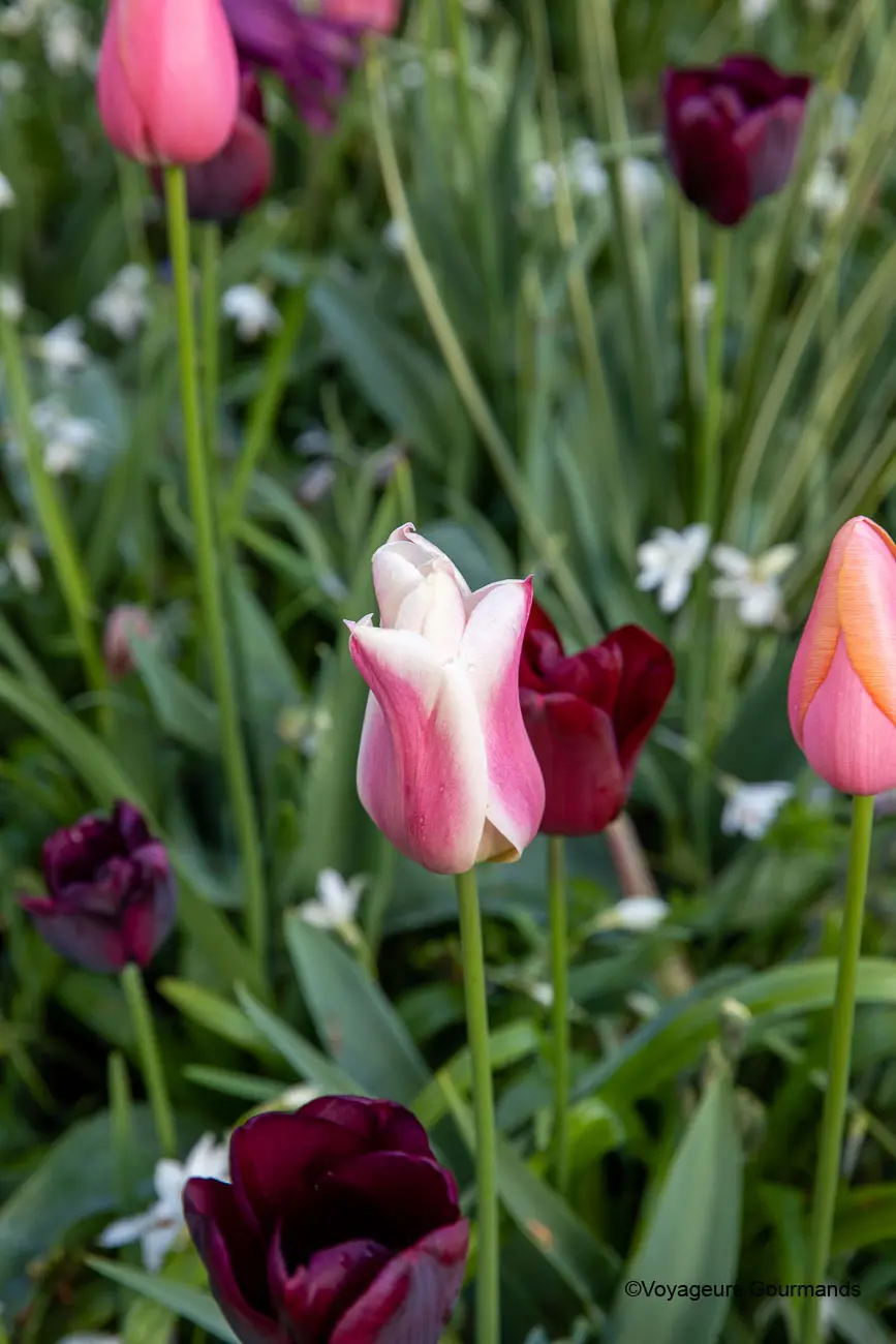visiter keukenhof 18
