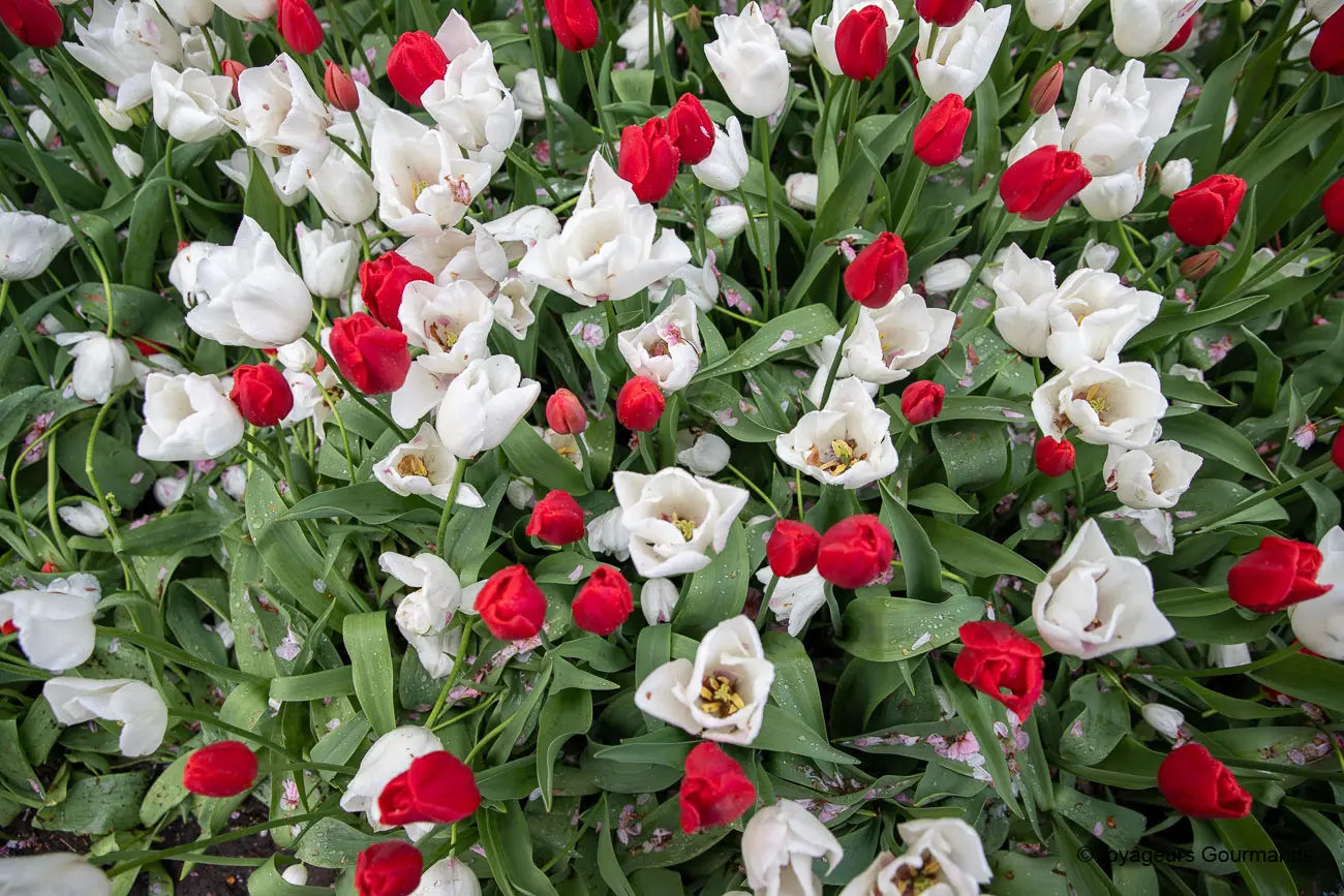 visiter keukenhof 23