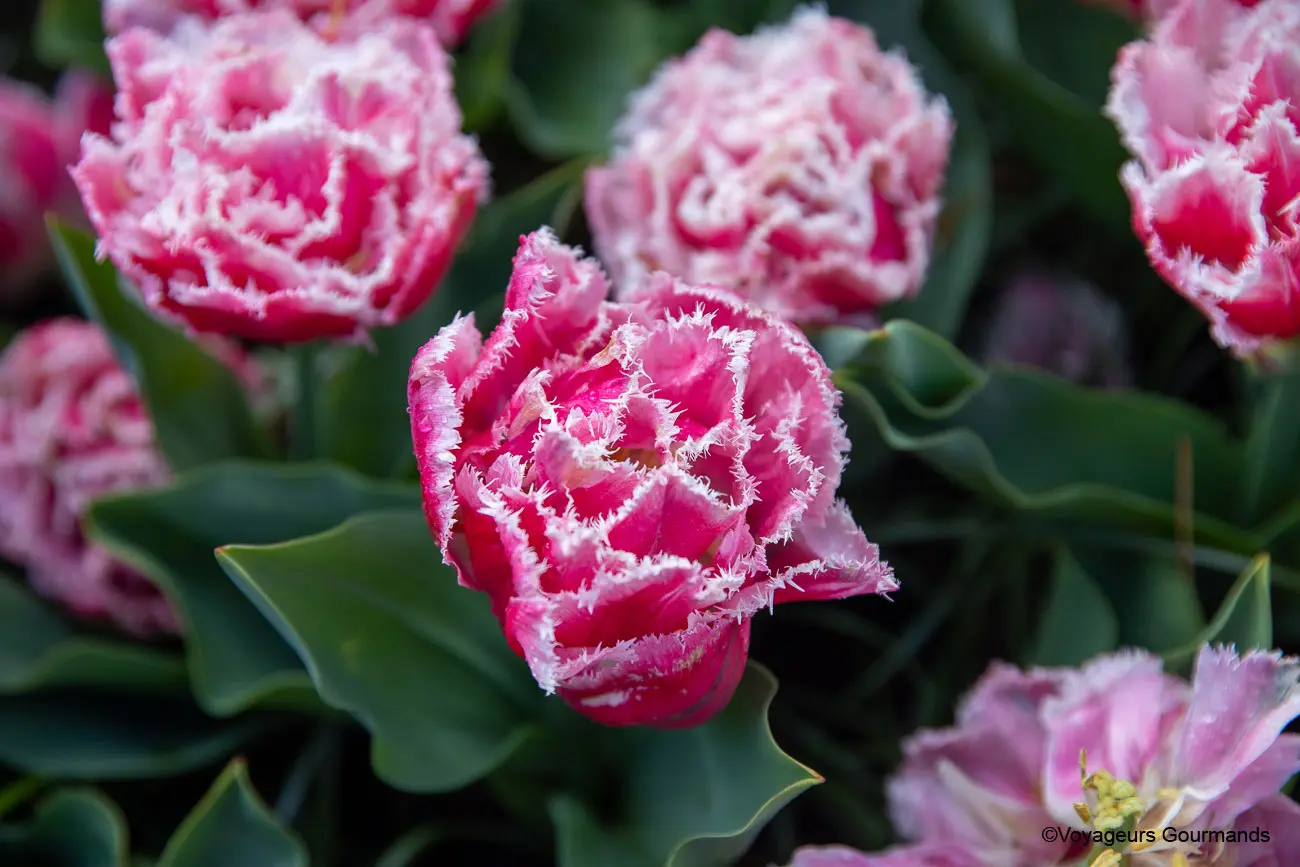 visiter keukenhof 24